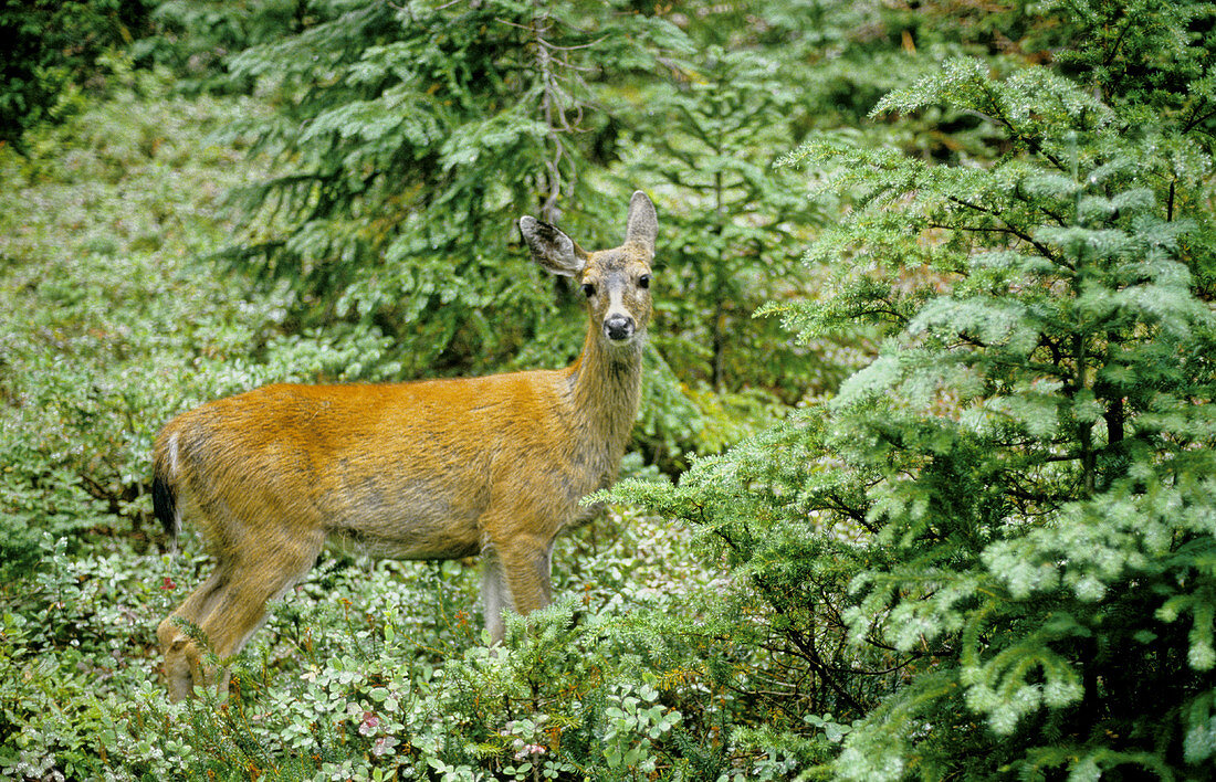 Black-tailed Deer