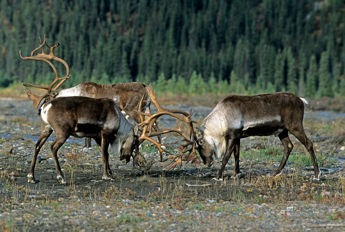 Bull Caribou sparring