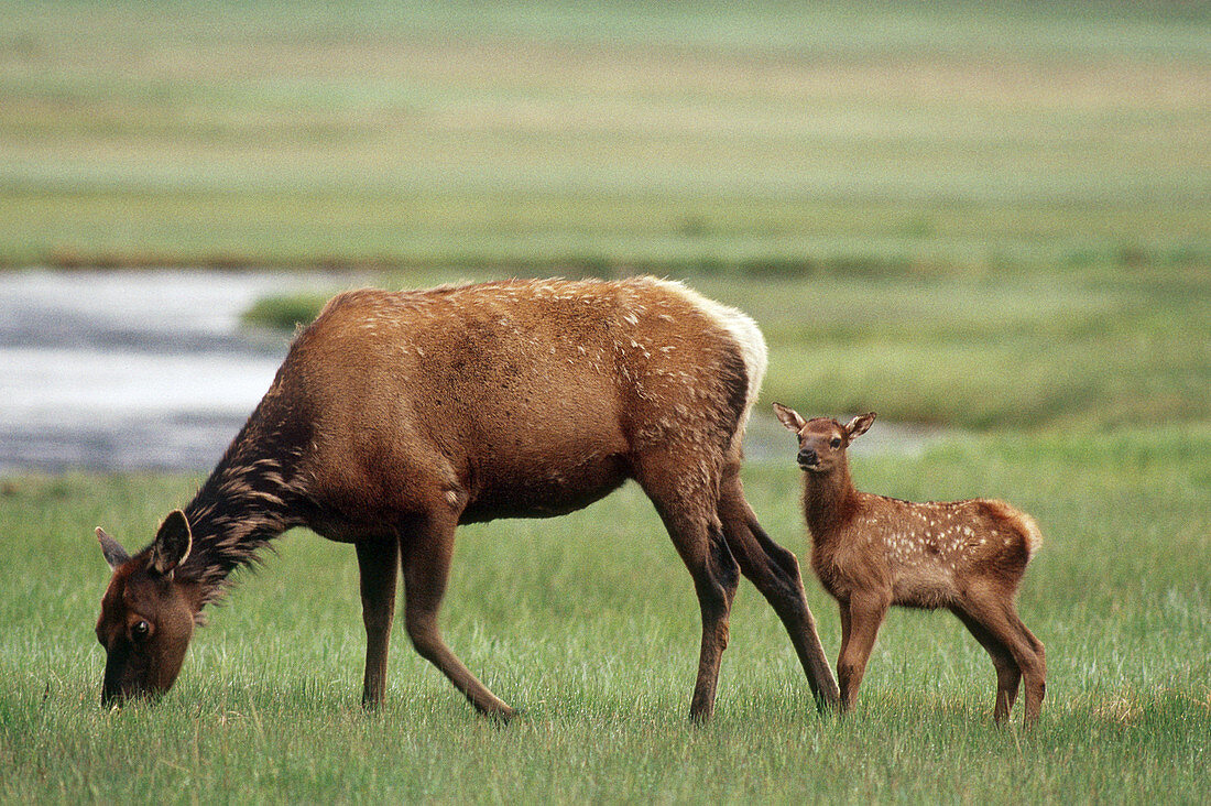 Elk Calf with Mother