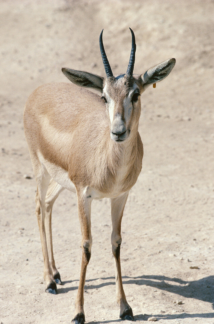 Sand Gazelle