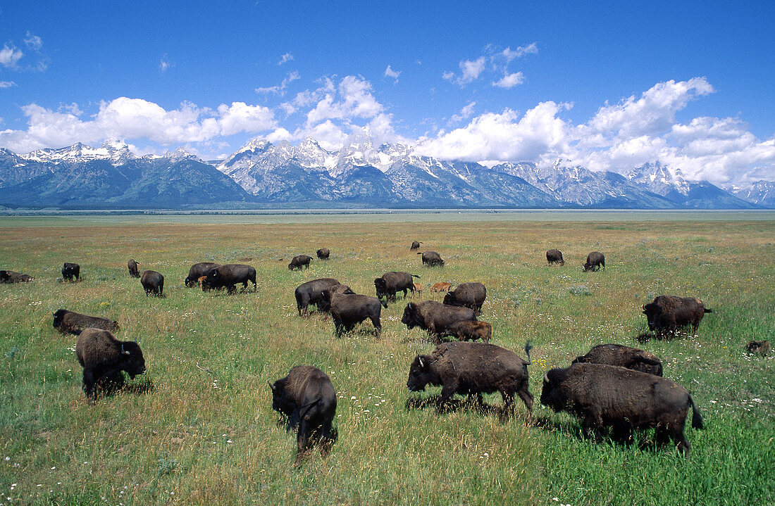 Bison,Grand Teton National Park