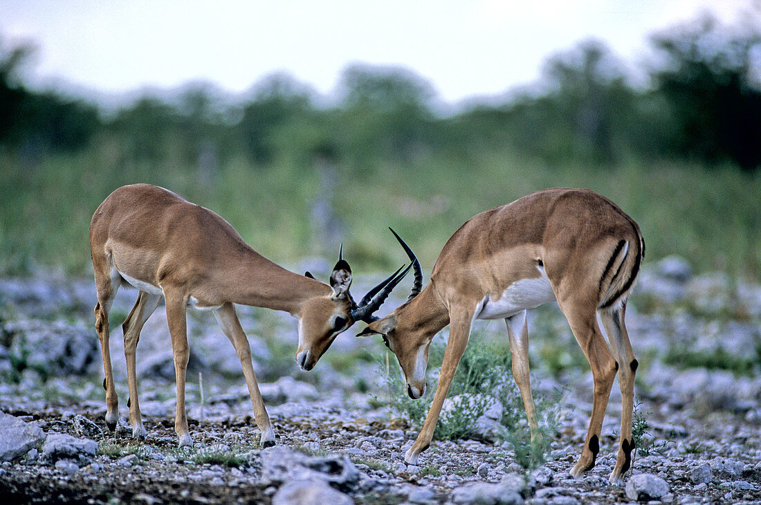 Black-faced Impalas sparring