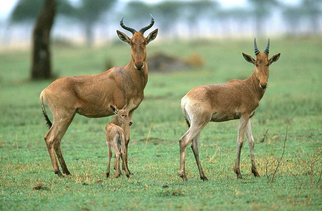 Coke's Hartebeest