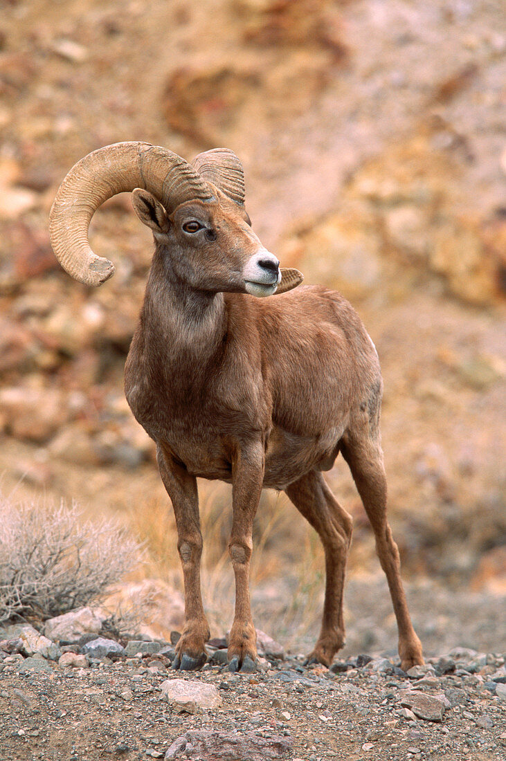 Desert bighorn sheep ram