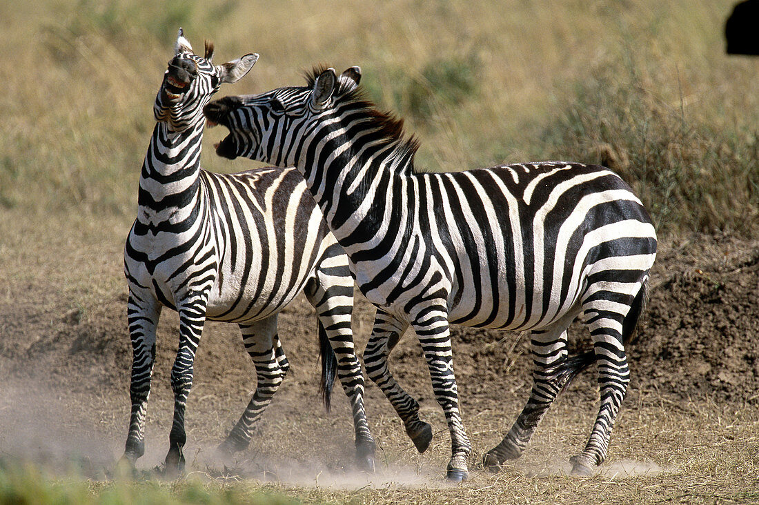 Grants Zebras