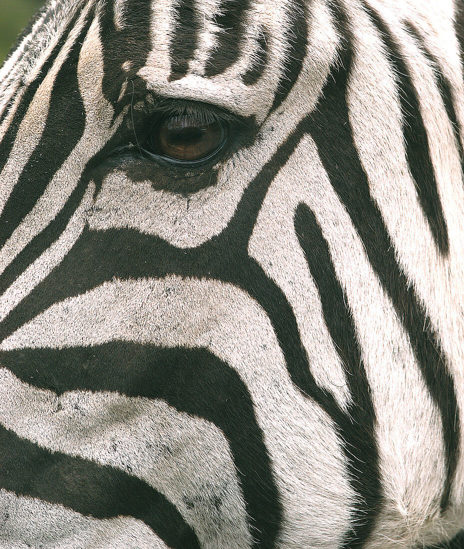 Grant's Zebra