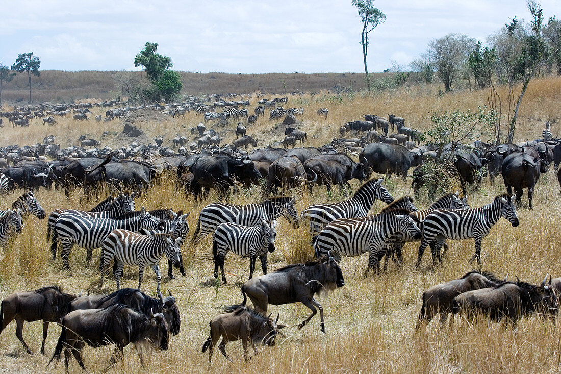 Wildebeest and Zebra at end of migration