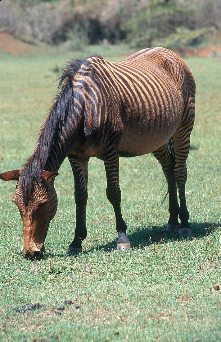 Zebra-Horse Hybrid
