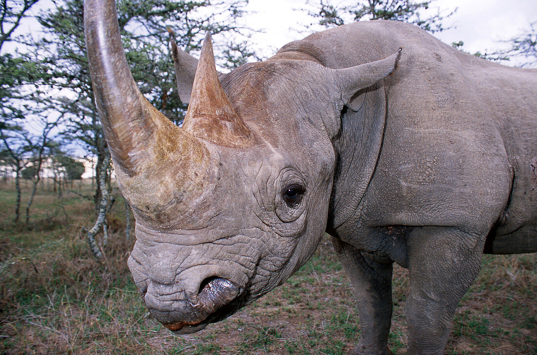 Black rhinoceros