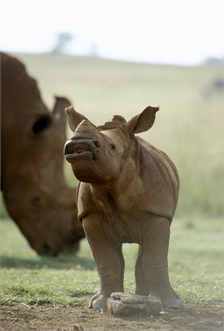 White Rhinoceros