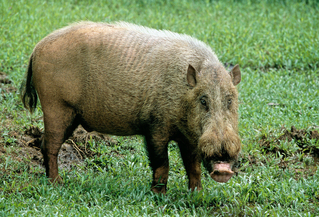 Bearded Pig