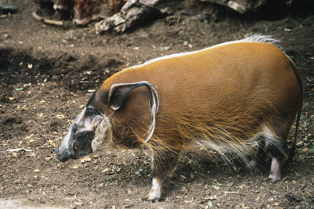 Red River Hog