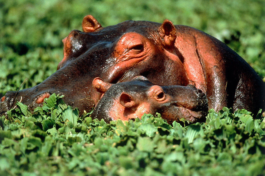 Hippopotamus mother and calf