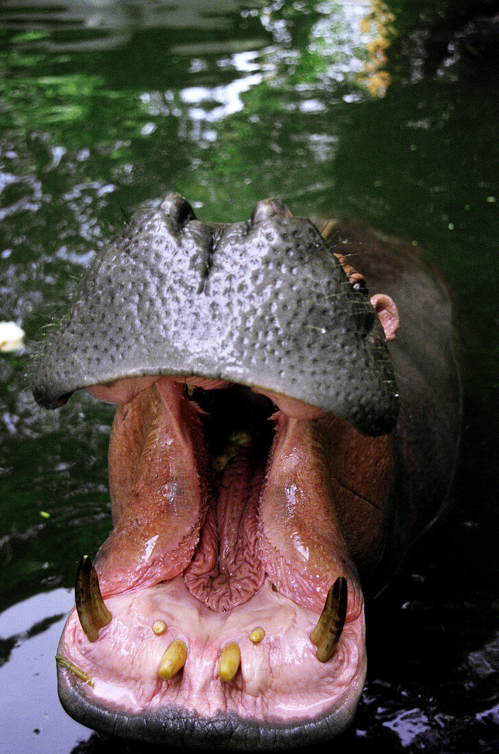 Hippopotamus mouth