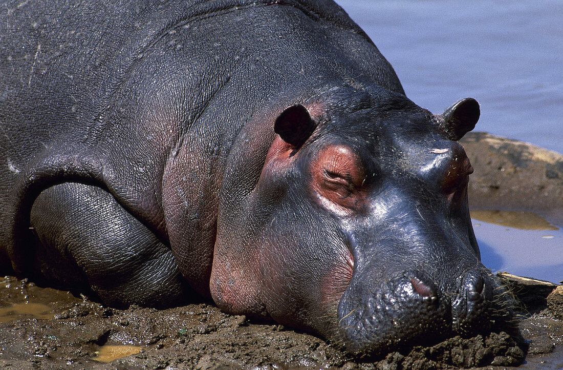 Hippopotamus (Hippopotamus amphibius)