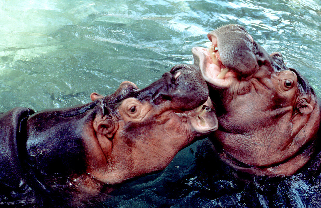 Hippopotamuses playing