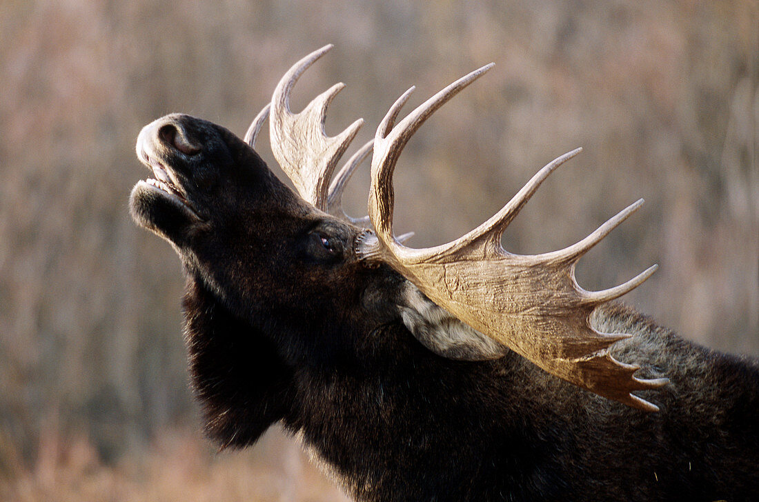 Male moose