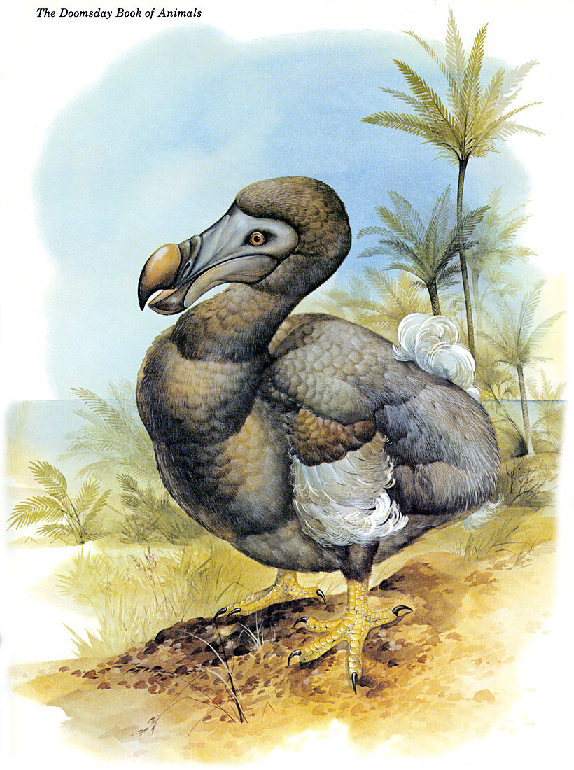 Common Dodo