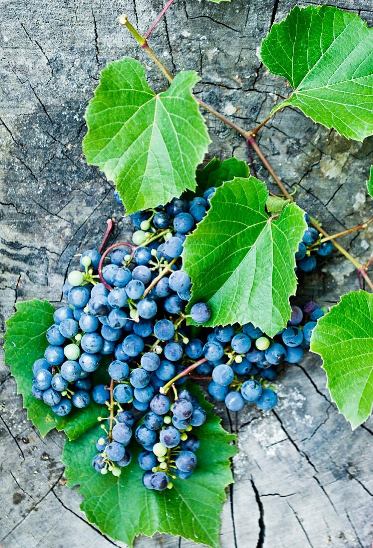 Blaue Trauben mit Weinblättern auf Baumstamm