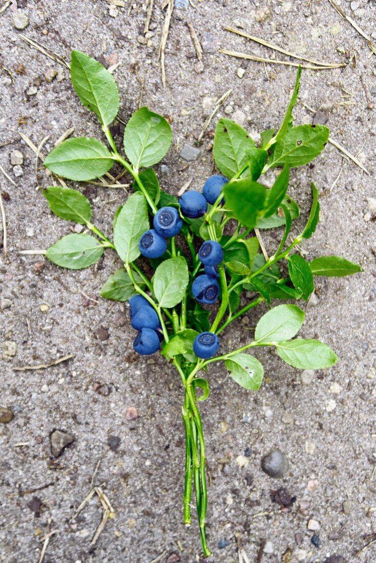 Blaubeeren mit Zweigen