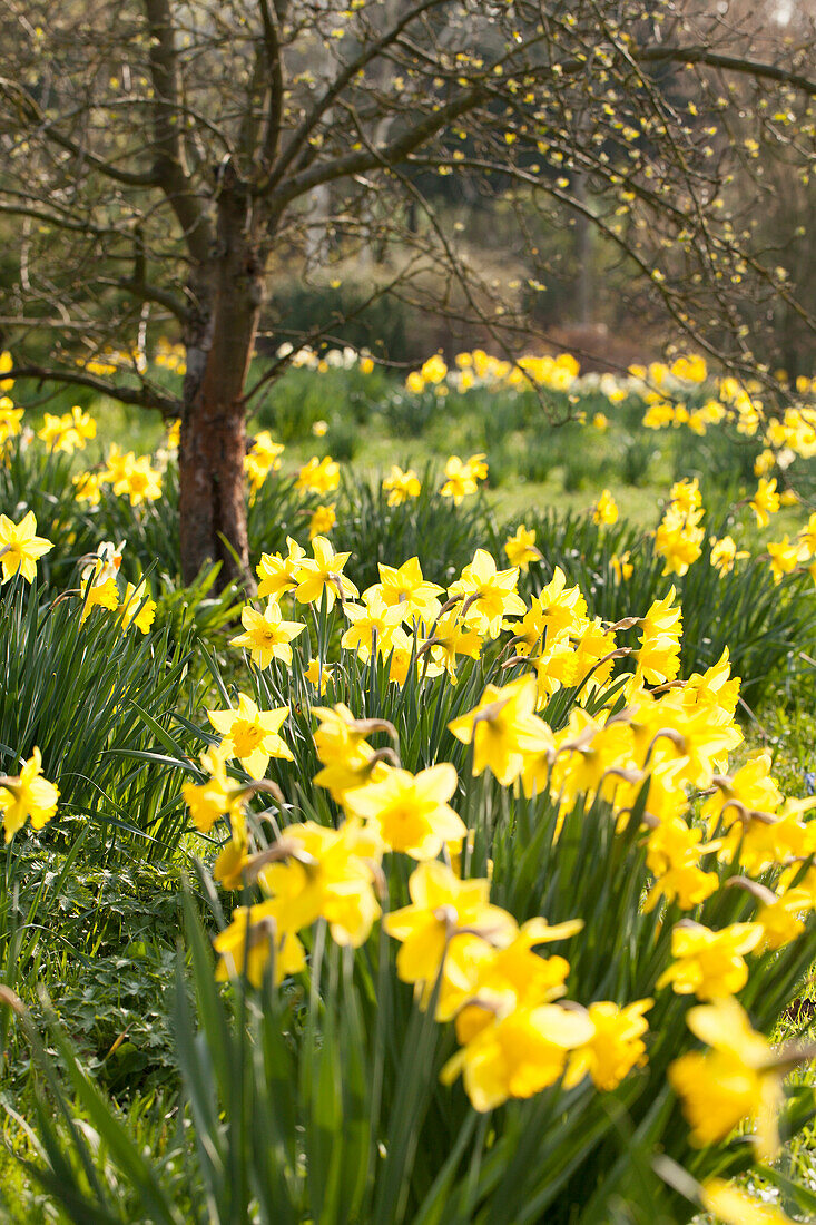 Flowering narcissus in garden