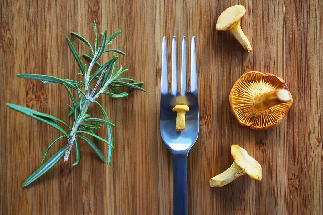 Fresh chanterelle mushrooms and rosemary on a wooden board with a small mushroom on a fork