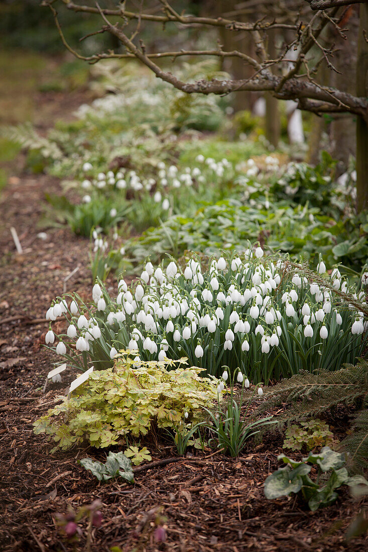 Snowdrops flowering in garden