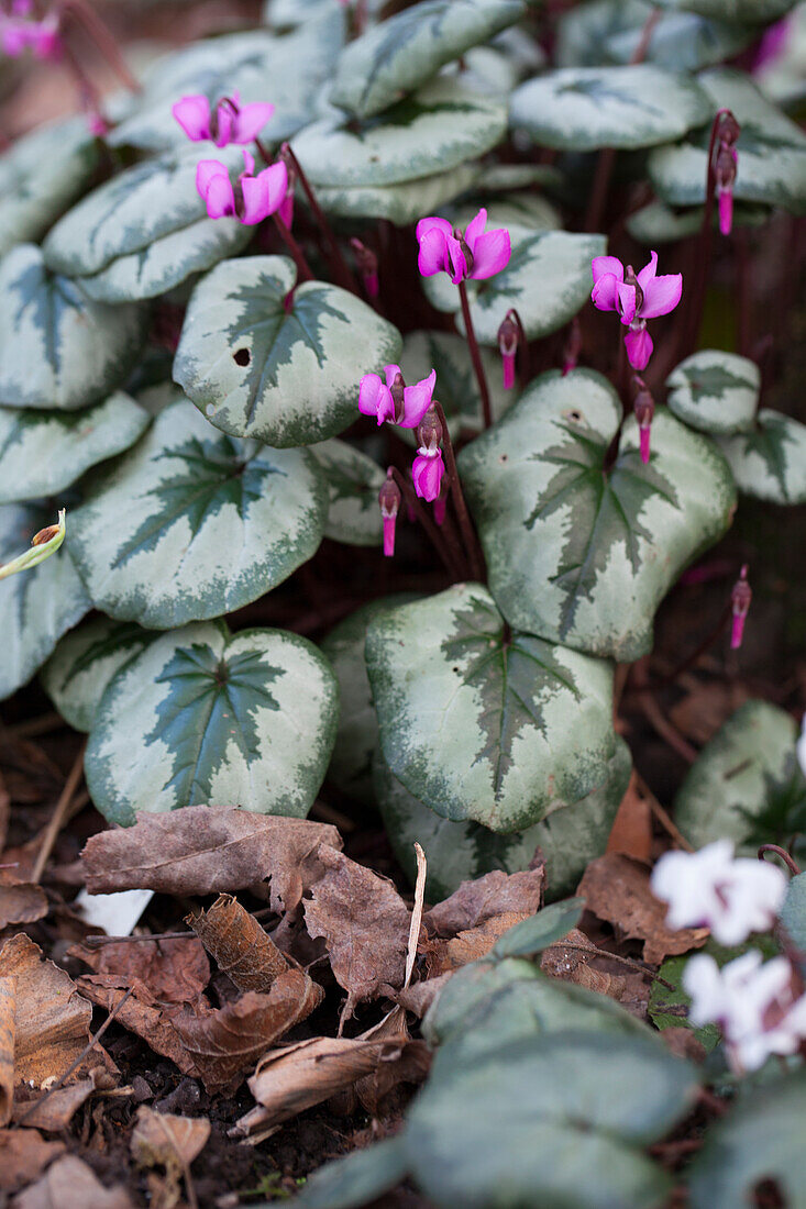 Flowering cyclamen amongst autumn leaves in garden