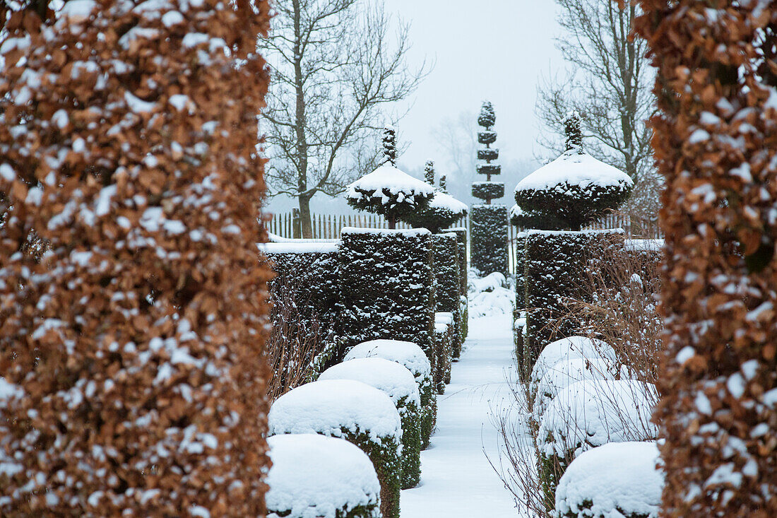 Snow-covered garden path with moulded hedges