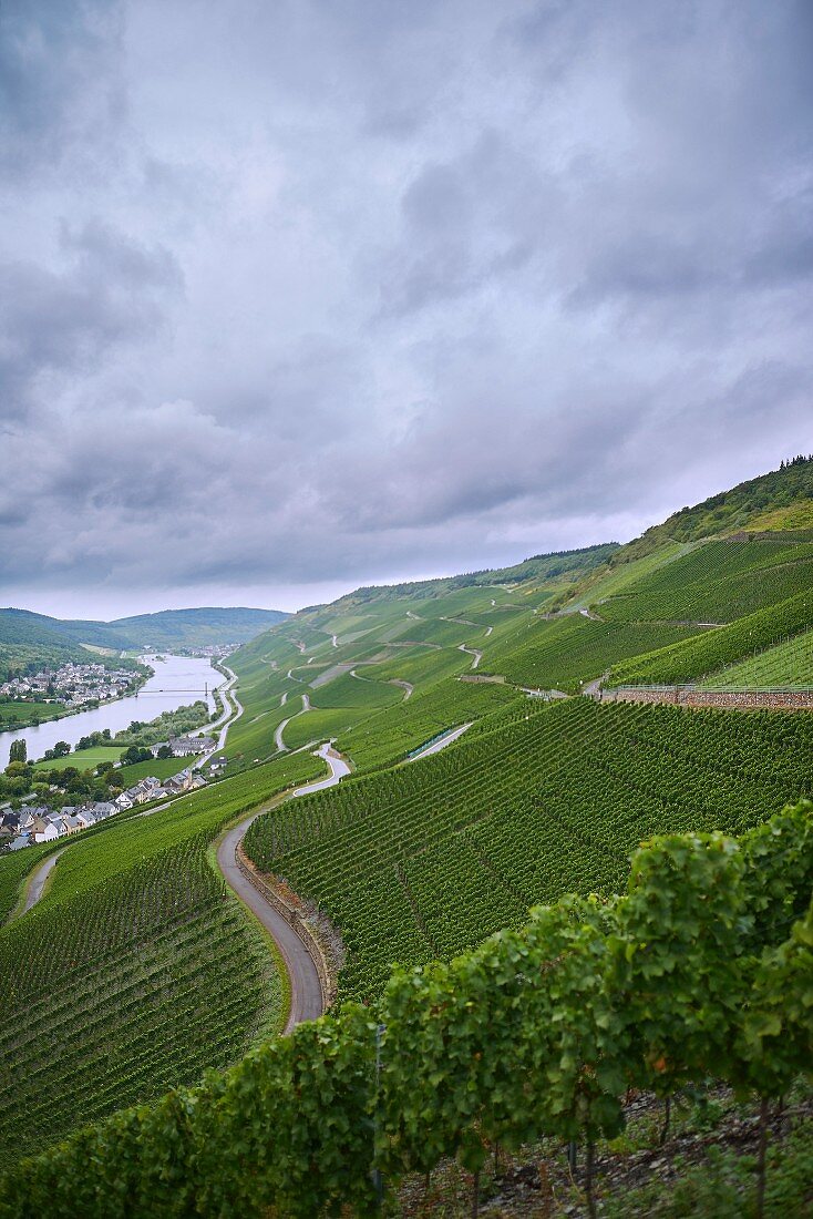 Vineyards by the river model on the slopes of the Wehlener Sonnenuhr winegrowing region of Germany