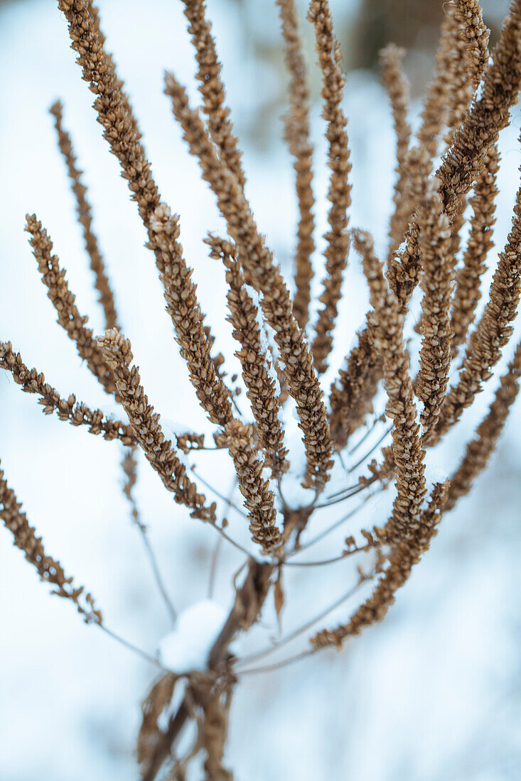 Vertrocknete Pflanzen im Winter mit Schneeresten