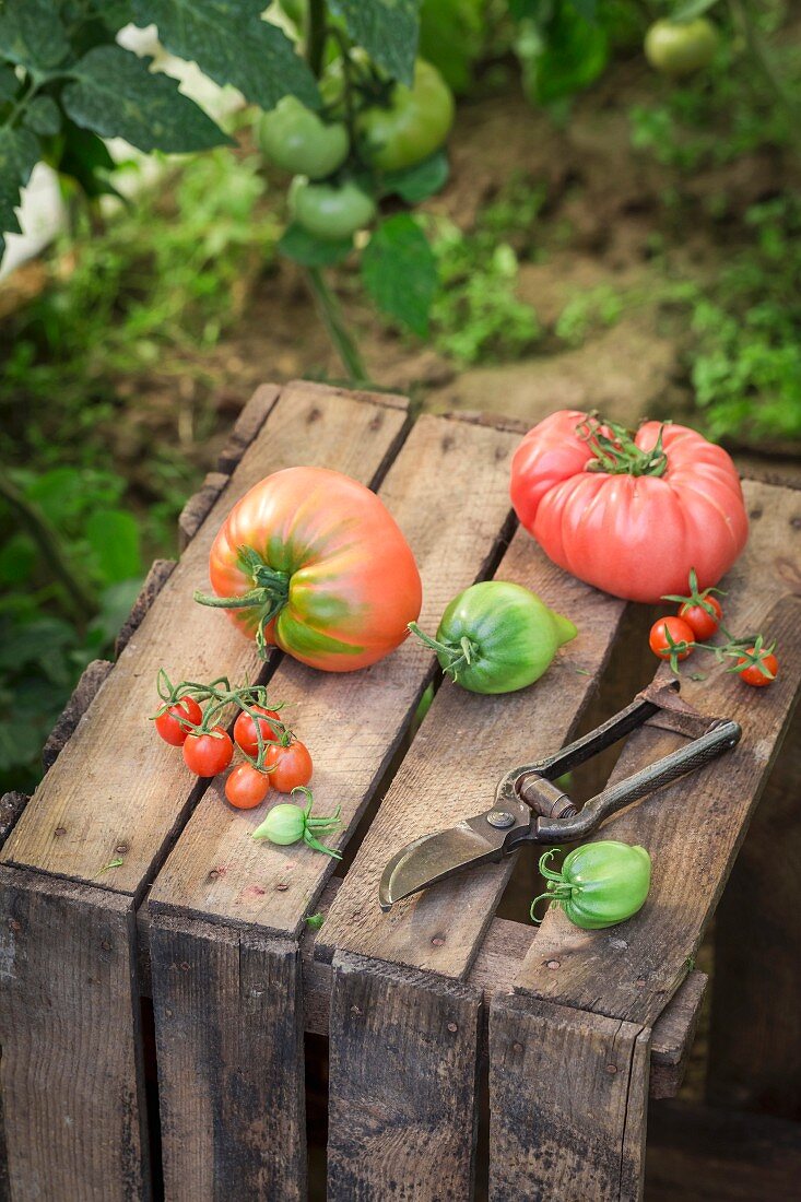 Verschiedene Tomaten auf Holzkiste