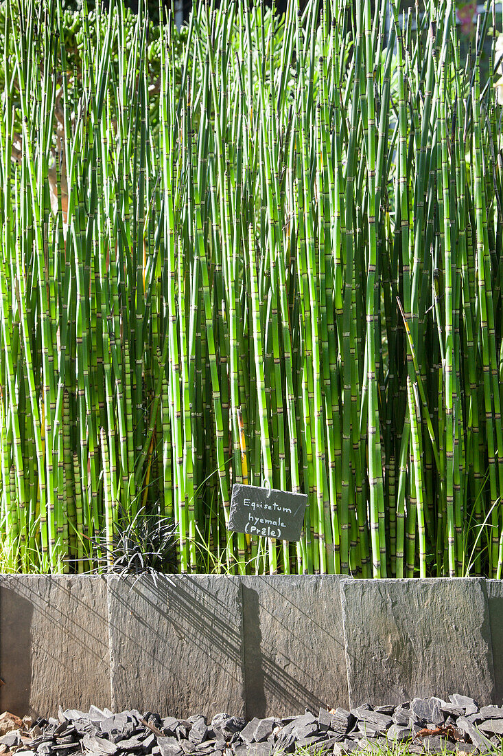 Bed of rough horsetail with slate plant label