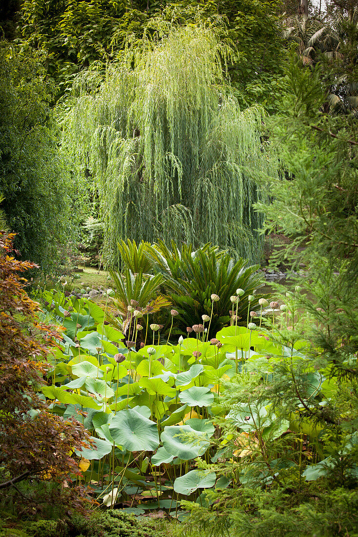 Lotus pond in mature, exotic garden