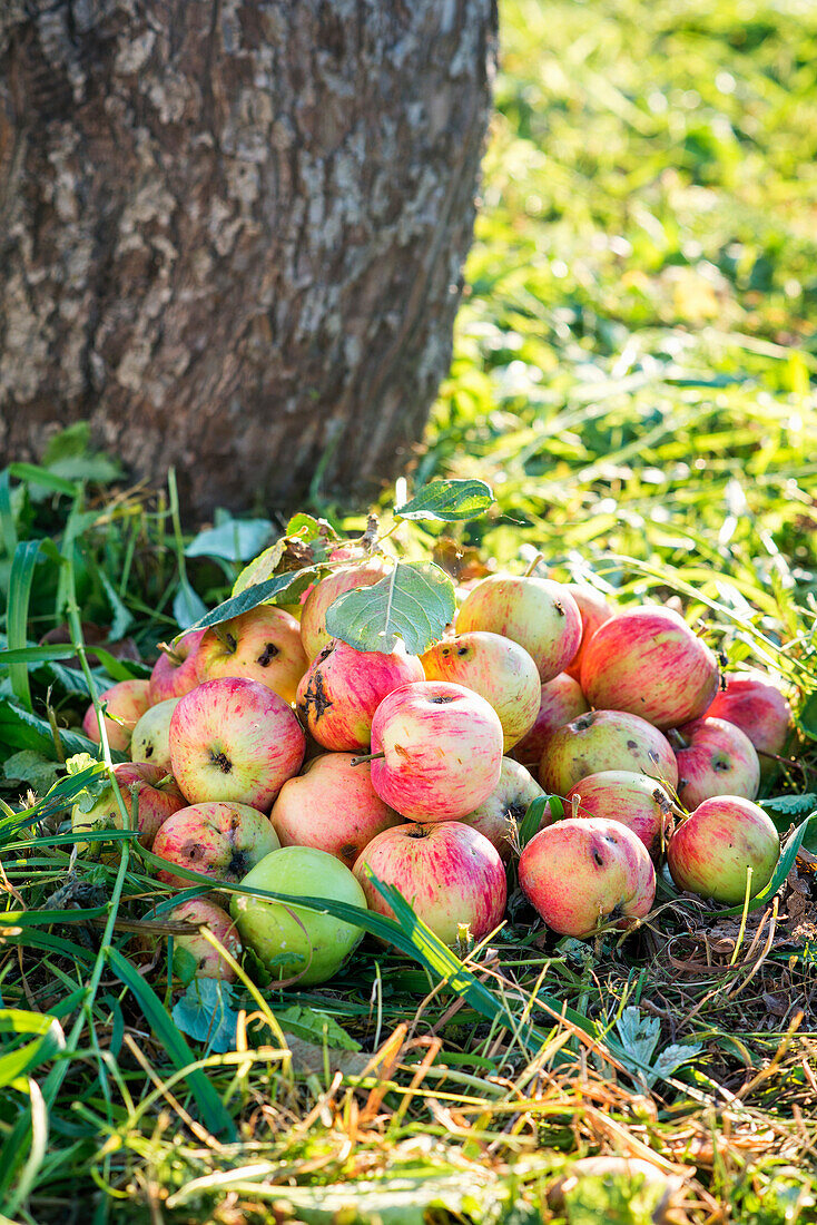 A bunch of ripe apples under an apple tree in a garden