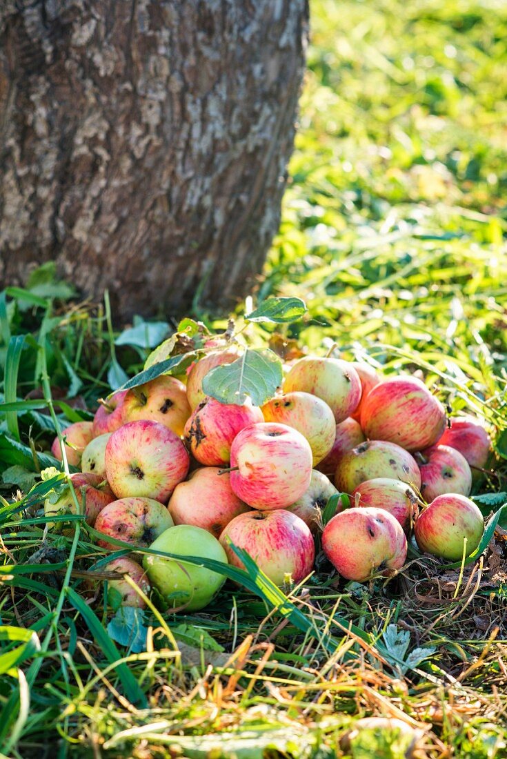 Ein Haufen reifer Äpfel unter Apfelbaum im Garten