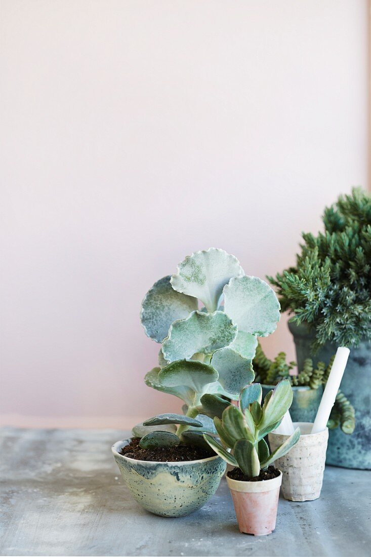 Arrangement of succulents in ceramic pots