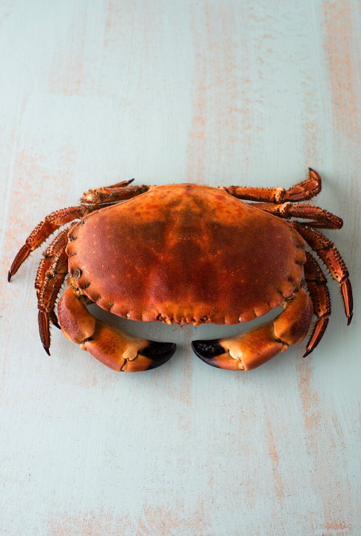 A whole boiled crab