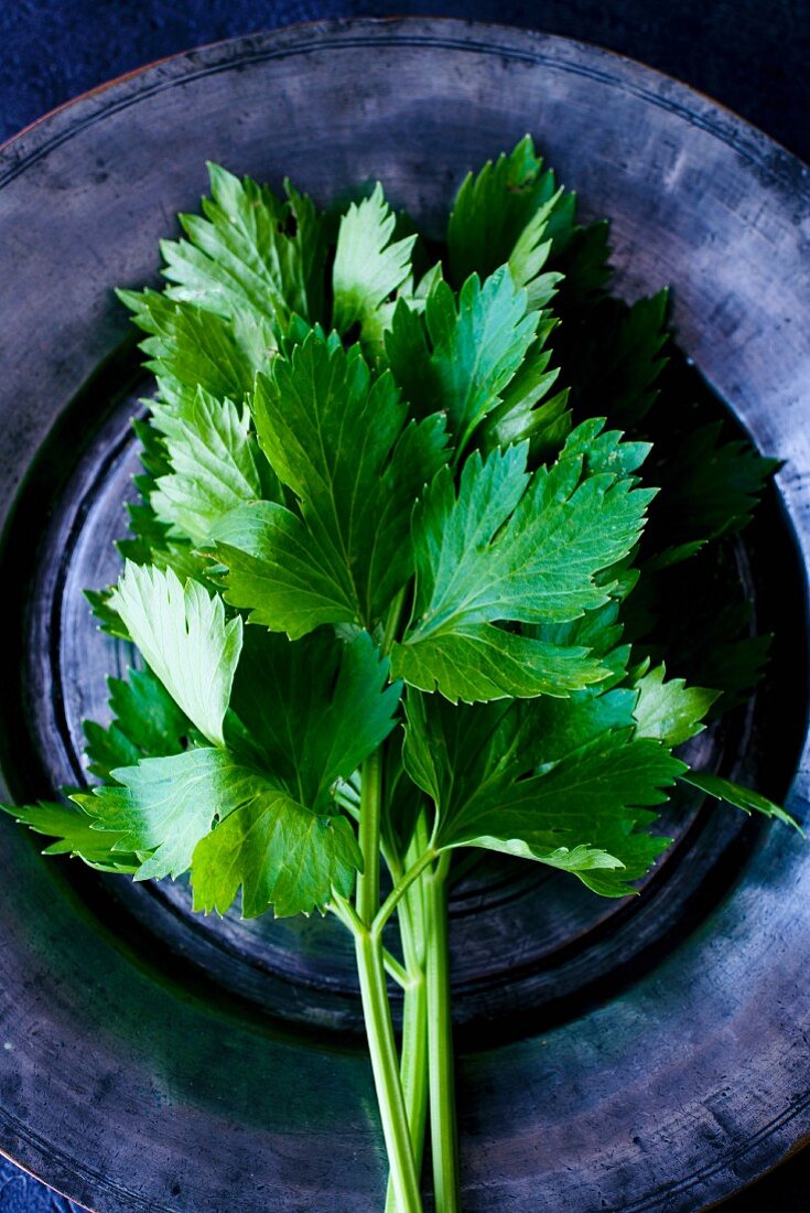 Flat-leaf parsley on a tin plate