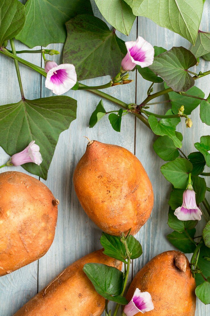 Sweet potatoes with leaves and flowers