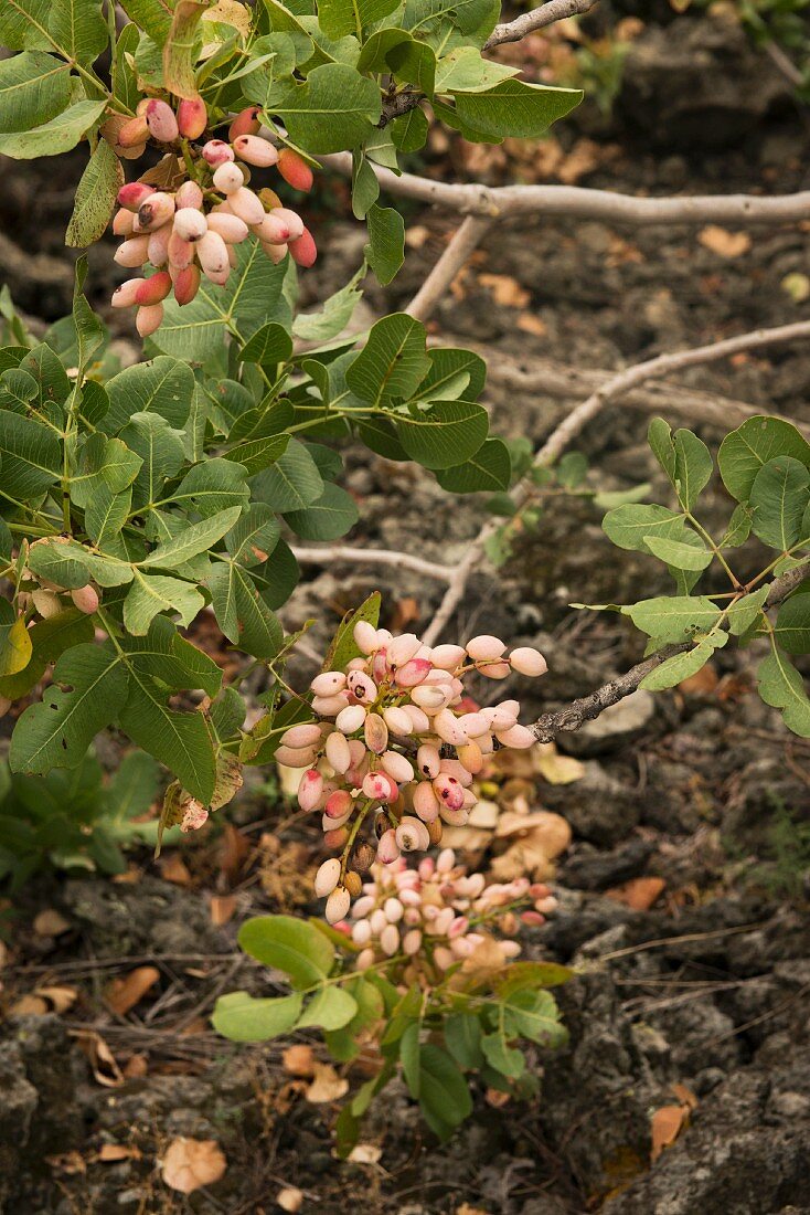 Pistachios by Mount Etna in the Bronte region of Sicily, Italy