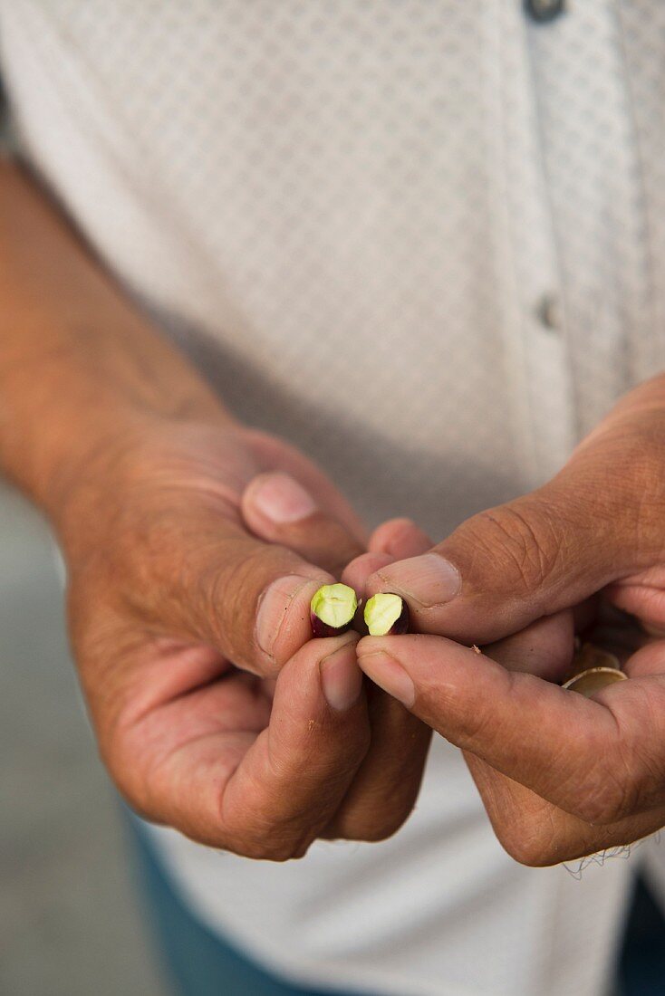 Fruit being examined in the Bronte region of Sicily, Italy