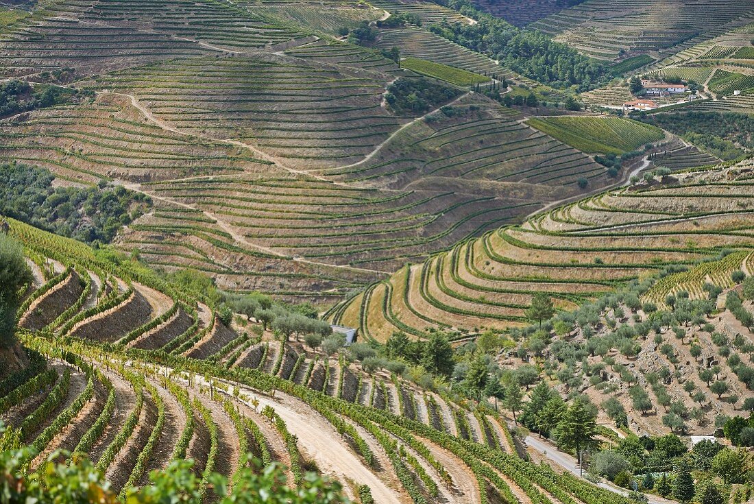 Das Douro-Tal, Vale de Mendiz, Portugal