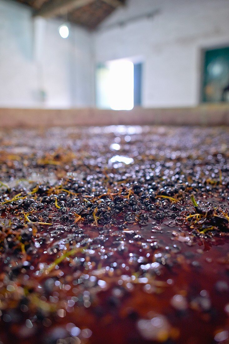 Portwein nach dem Traubentreten, Weingut Dirk Niepoort, Douro-Tal, Vale de Mendiz, Portugal