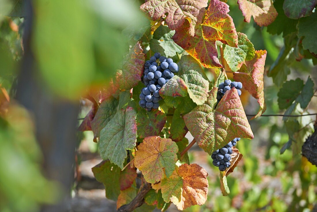 Grapes on a vine at the Dirk Niepoort wine estate in the Douro Valley in Vale de Mendiz, Portugal
