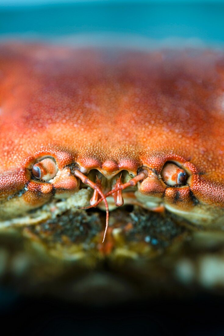 A crab (close-up of the eyes and mouth)