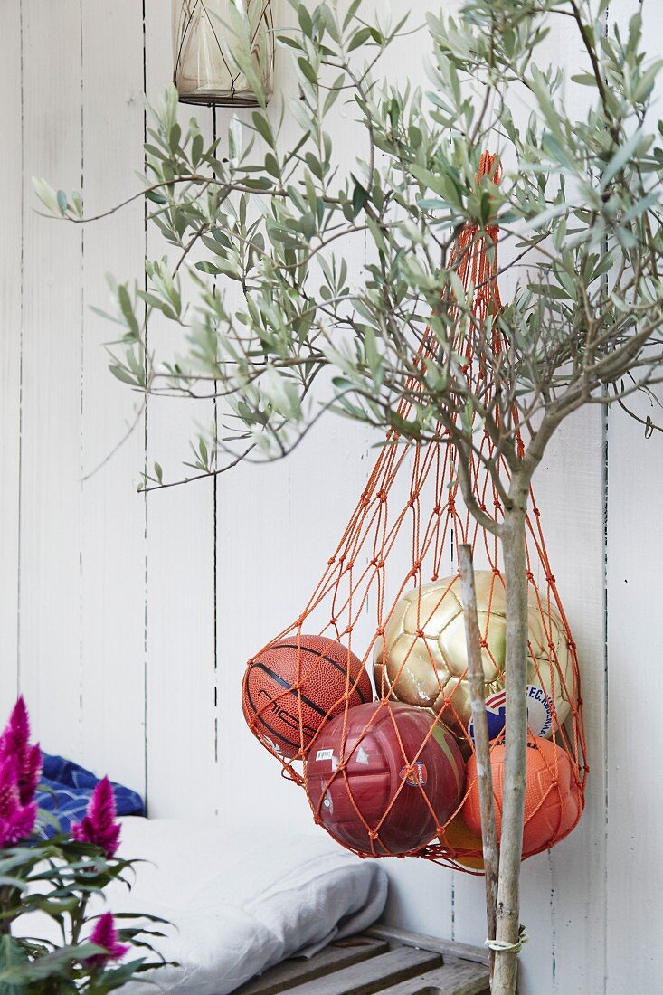 Netz mit Bällen an weißer Bretterwand neben Olivenbäumchen