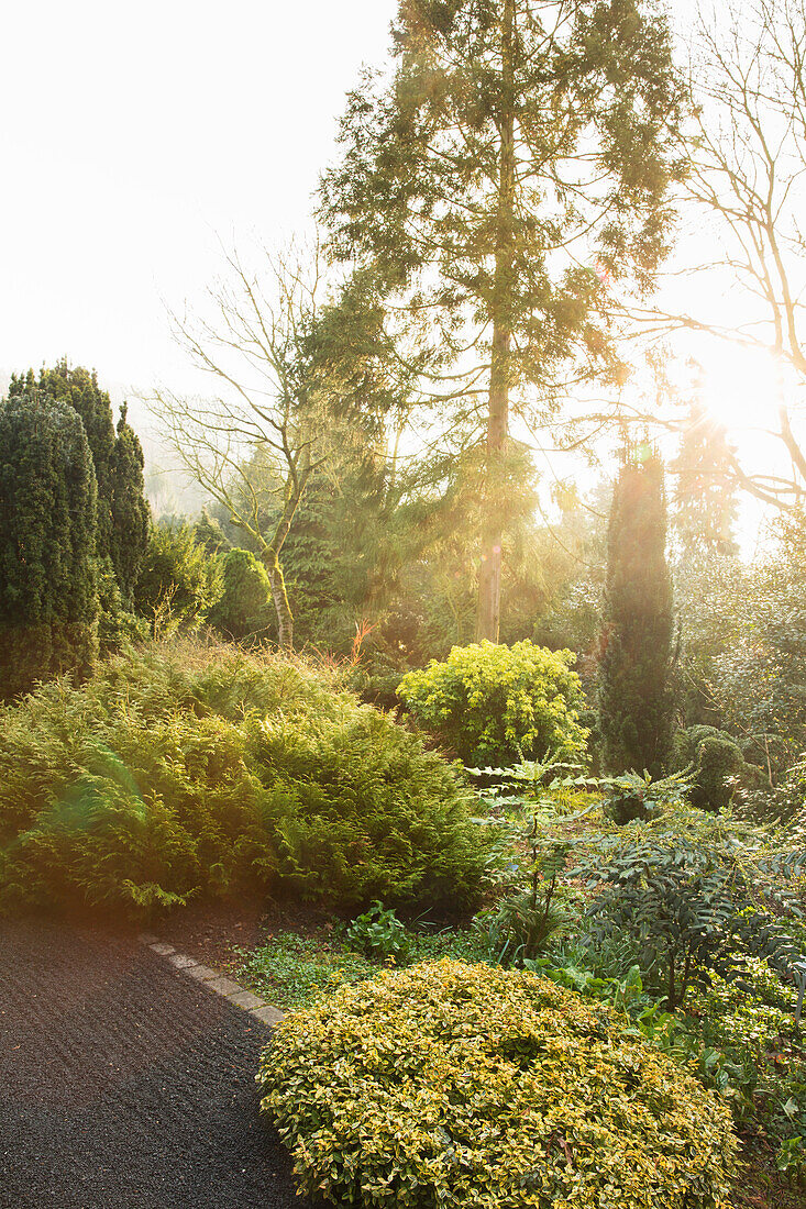 Trees, bushes and shrubs in mature garden