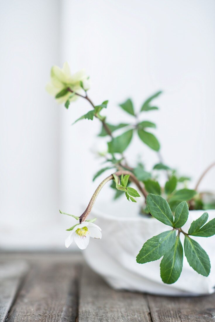 Hellebore against white background