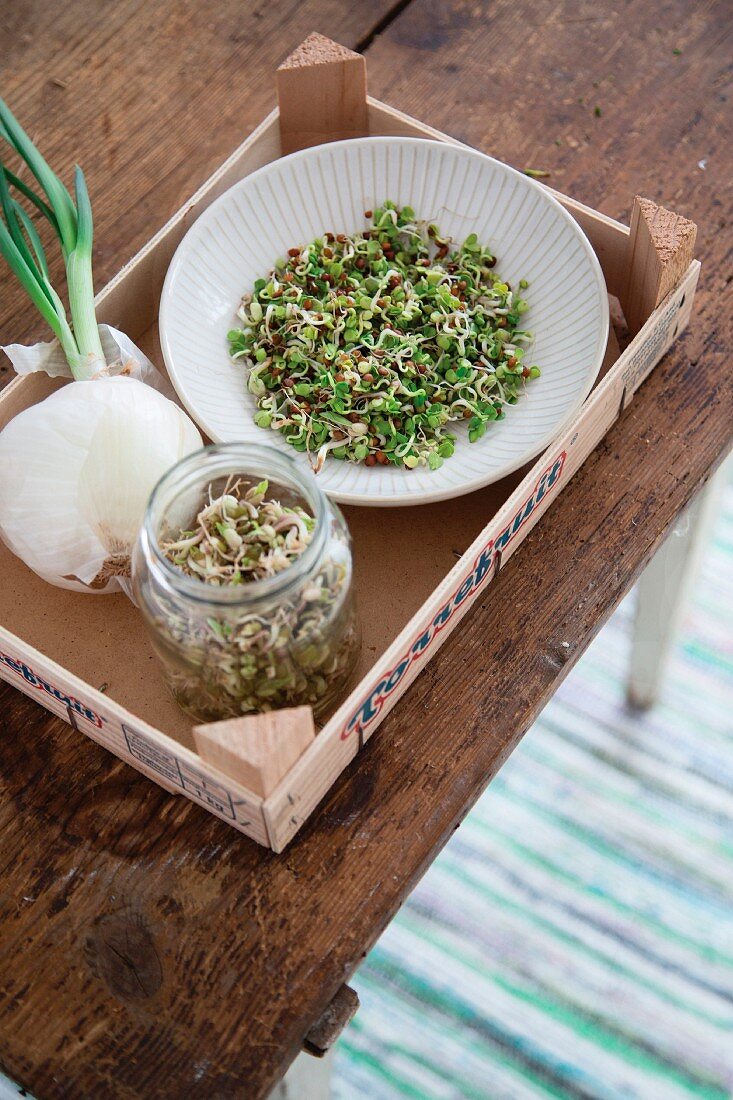 Homegrown sprouts in a glass jar and a bowl